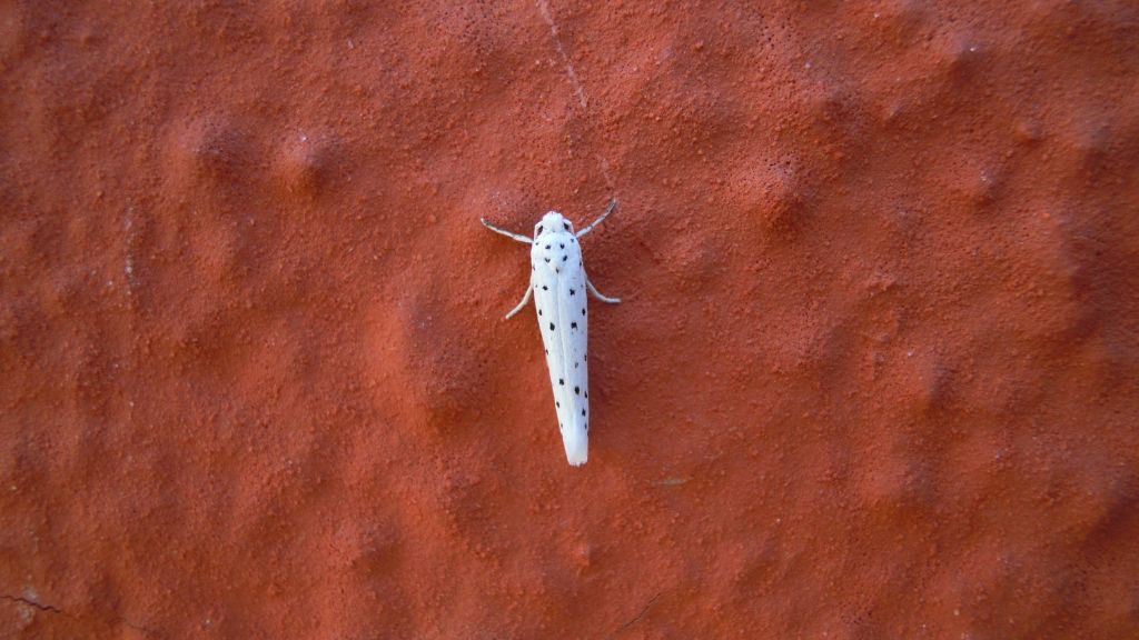 Yponomeuta sp. - Yponomeutidae